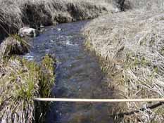 Traver Creek, Broadway Street Sampling Site  June 2007